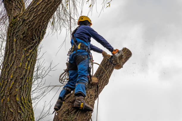 Lawn Pest Prevention in Pelican Bay, TX